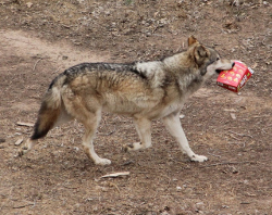 TSpear- Wolf Reserve